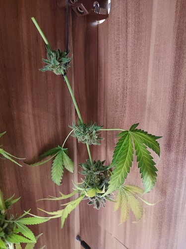Growreport Bild 132