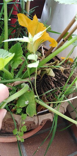 Growreport Bild 15