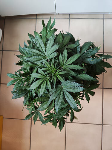 Growreport Bild 1