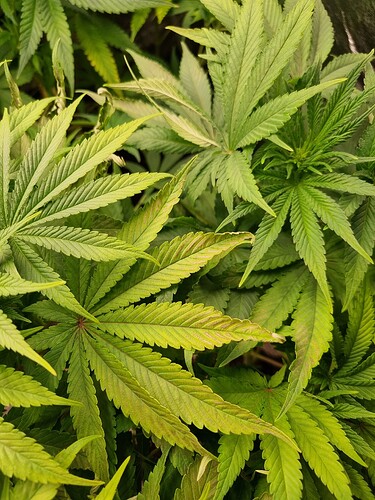 Nahaufnahme von Cannabisblättern, einige zeigen Anzeichen von Vergilbung und braunen Flecken.