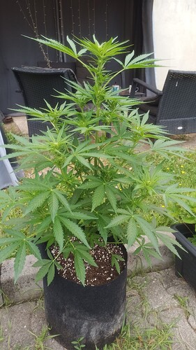 Growreport Bild 6
