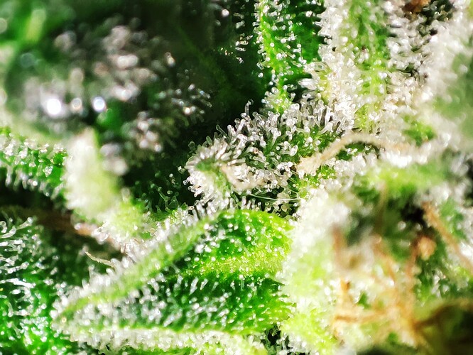 Growreport Bild 15