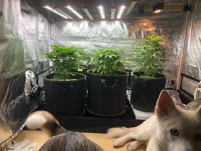 Growreport Bild 7