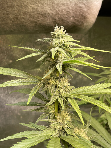 Growreport Bild 4