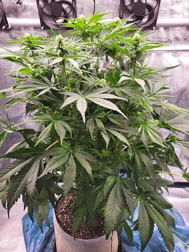 Growreport Bild 2