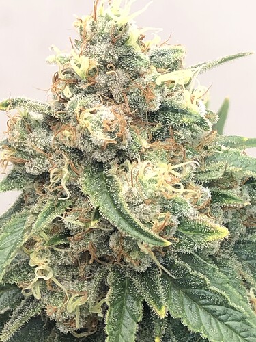 Growreport Bild 23