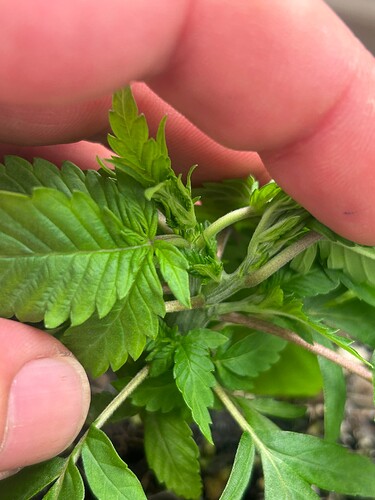 Growreport Bild 3