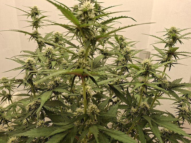 Growreport Bild 123