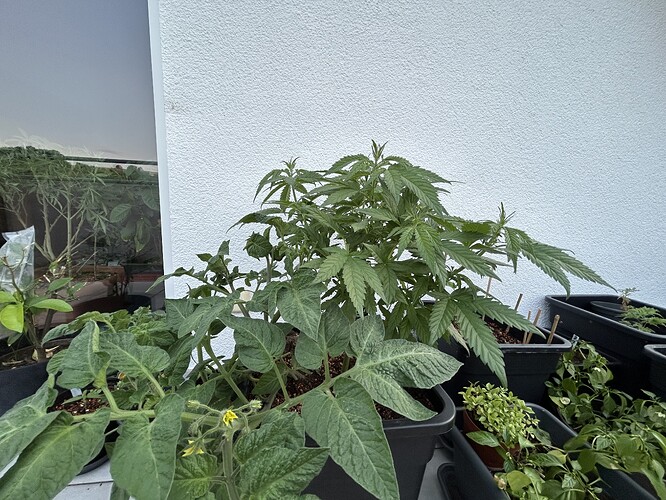 Growreport Bild 5