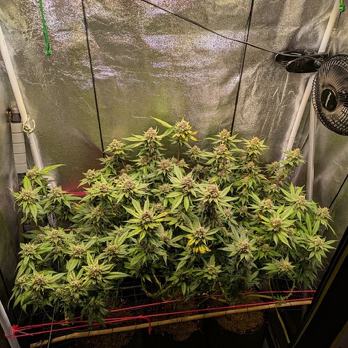 Growreport Bild 2