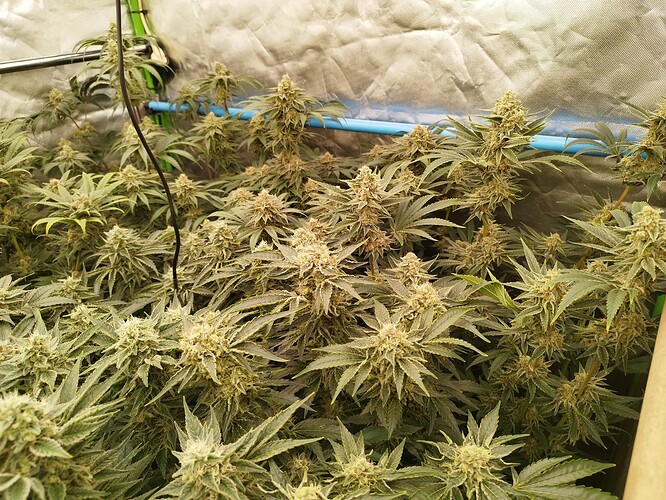 Growreport Bild 15