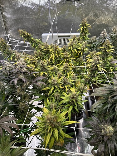 Growreport Bild 43