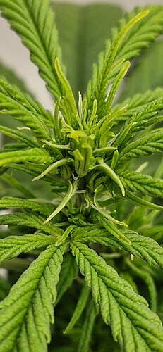 Growreport Bild 7