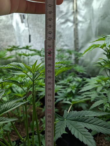 Growreport Bild 11