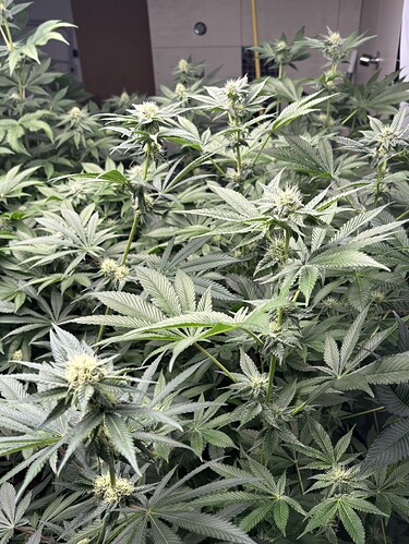 Growreport Bild 36