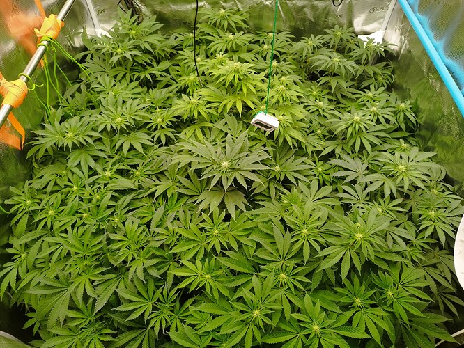 Growreport Bild 8