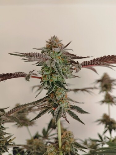 Growreport Bild 14
