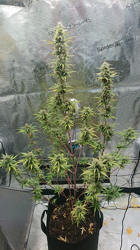 Growreport Bild 17