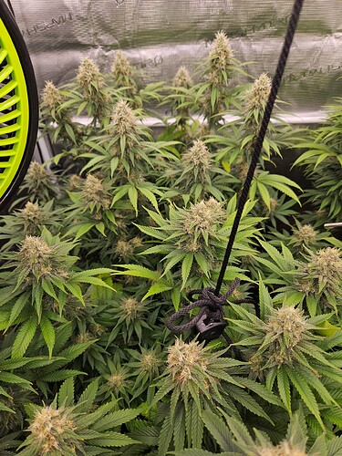 Growreport Bild 7