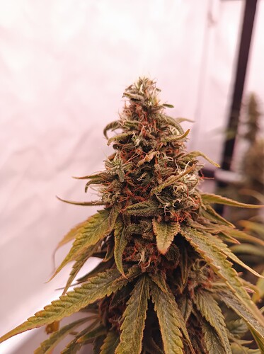 Growreport Bild 9