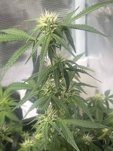 Growreport Bild 6