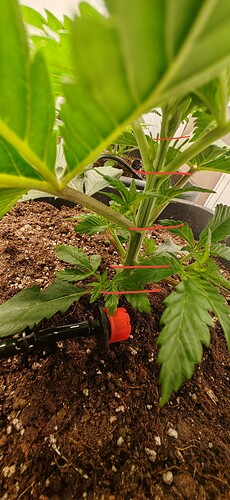 IMG_20241211_200706_edit_328866491355016