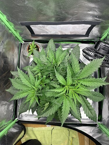 Growreport Bild 12