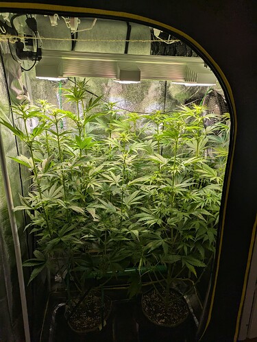 Growreport Bild 38