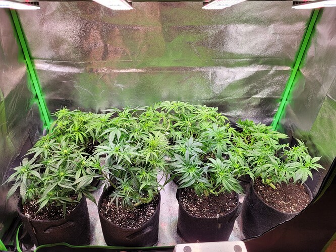 Growreport Bild 3