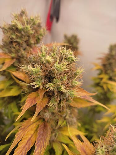 Growreport Bild 8