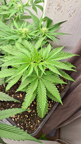 Growreport Bild 242