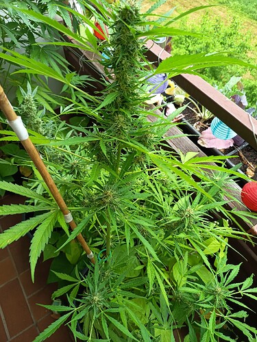 Growreport Bild 10