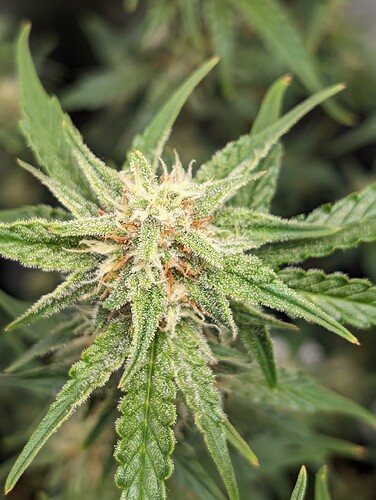 Growreport Bild 8