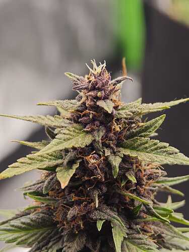Growreport Bild 4