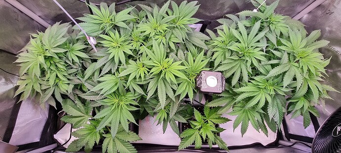 Growreport Bild 23