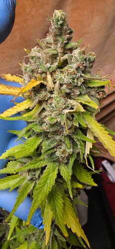Growreport Bild 7