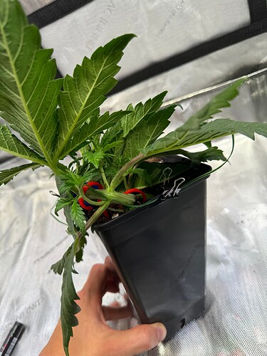 Growreport Bild 26