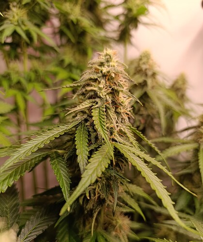 Growreport Bild 9