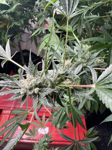 Growreport Bild 26