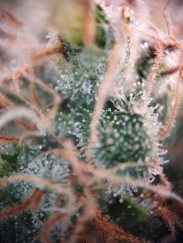 IMG_20250306_203758 - Kopie