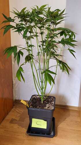 Eine Cannabis-Pflanze in einem schwarzen Topf mit einem gelben Etikett, auf dem der Buchstabe C steht.