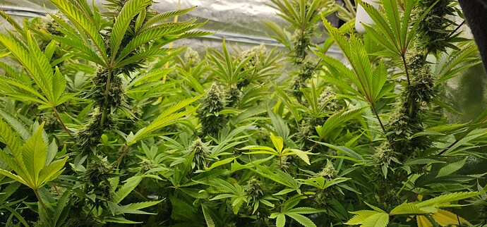 Growreport Bild 4