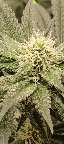 IMG_20250221_103307484