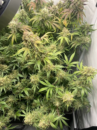 Growreport Bild 3