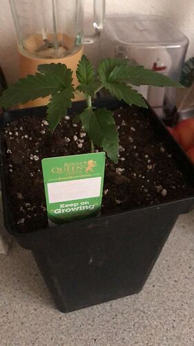 Growreport Bild 2
