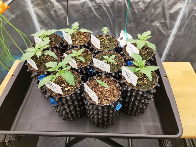 Growreport Bild 10