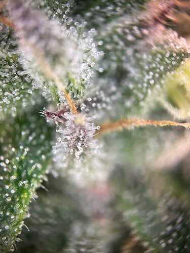 Growreport Bild 63
