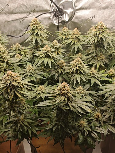 Growreport Bild 6