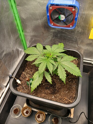 Growreport Bild 4