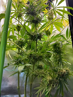 Growreport Bild 2